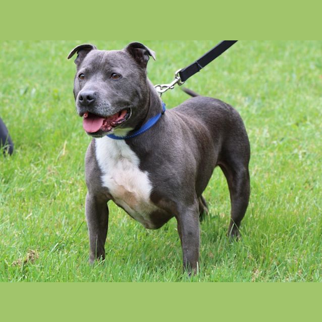 Photo of Diesel