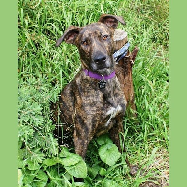 Photo of Stella  Miss Snugglepot   Wolfhound X Whippet