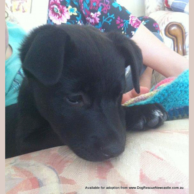 Photo of Ebony (On Trial 23/11/13))