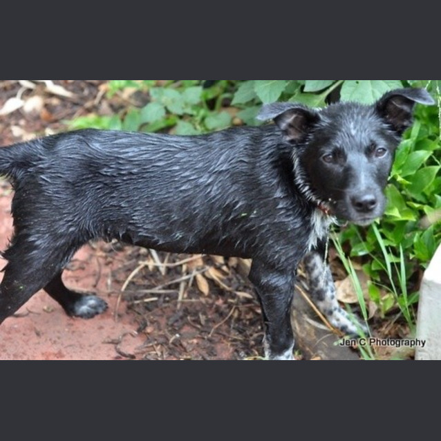 Photo of Max **Such A Beautiful Natured Pup**
