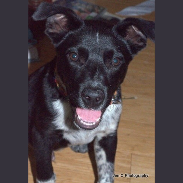 Photo of Max **Such A Beautiful Natured Pup**