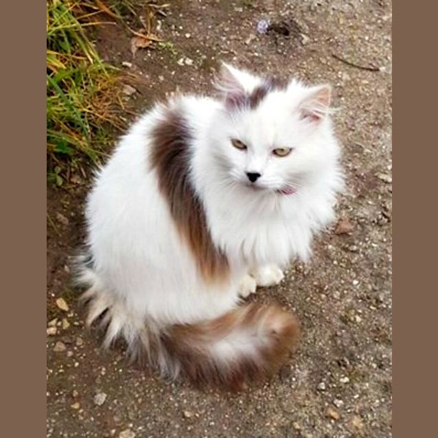 Photo of Elise & Gypsy   Working Cats!