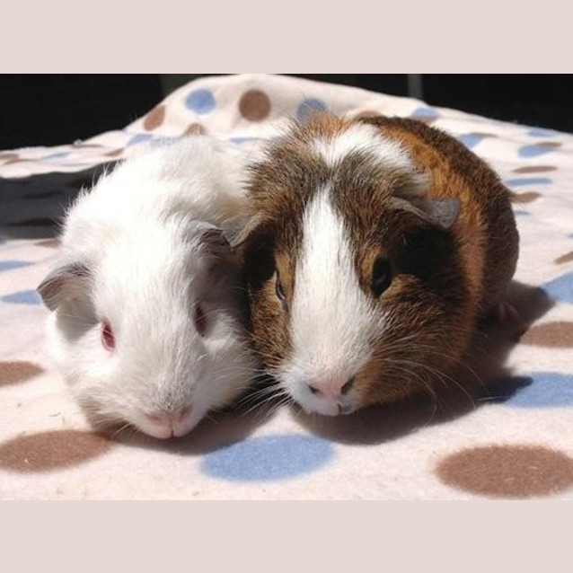 Photo of Errol And Jamine