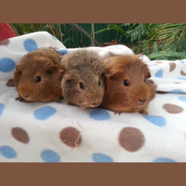 Photo of Carrie, Rosie And Daisy