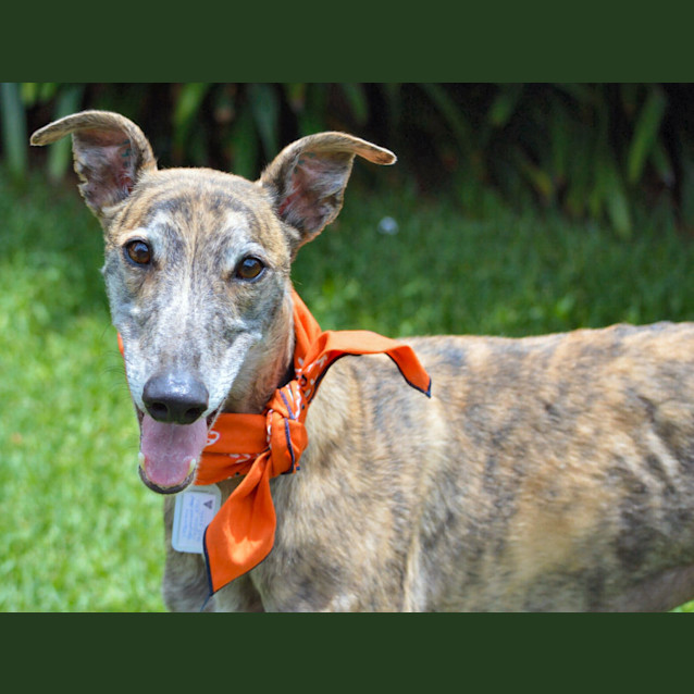 Photo of Herman   On Trial In His New Home