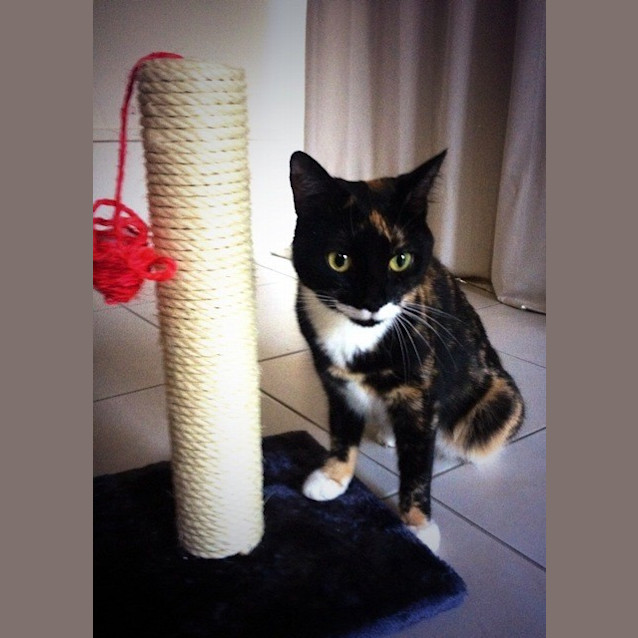 Photo of Honey