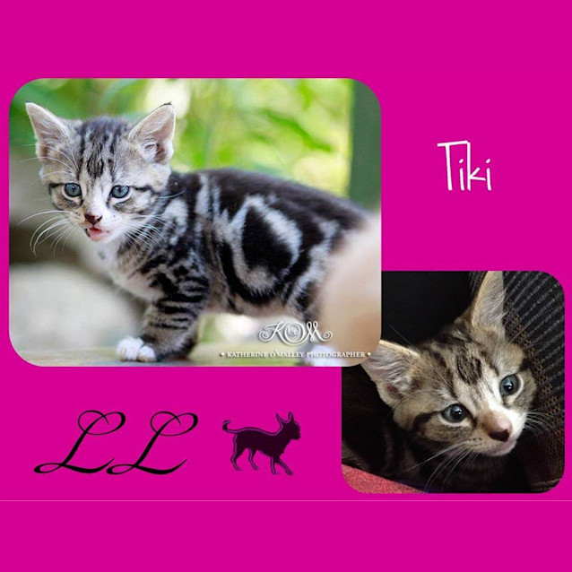Photo of Tiki