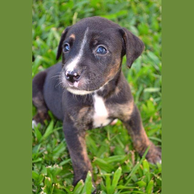 Photo of Chiko