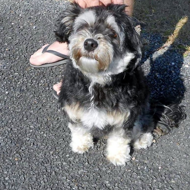 Photo of Buddy