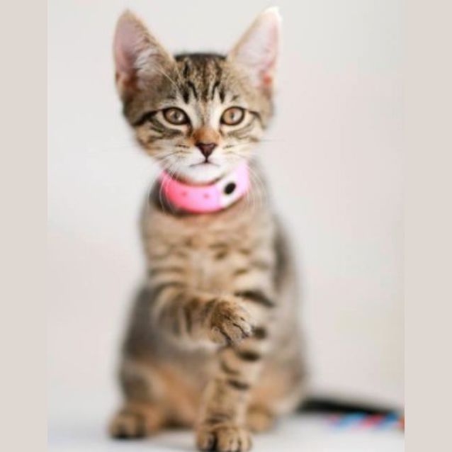 Photo of Tallulah