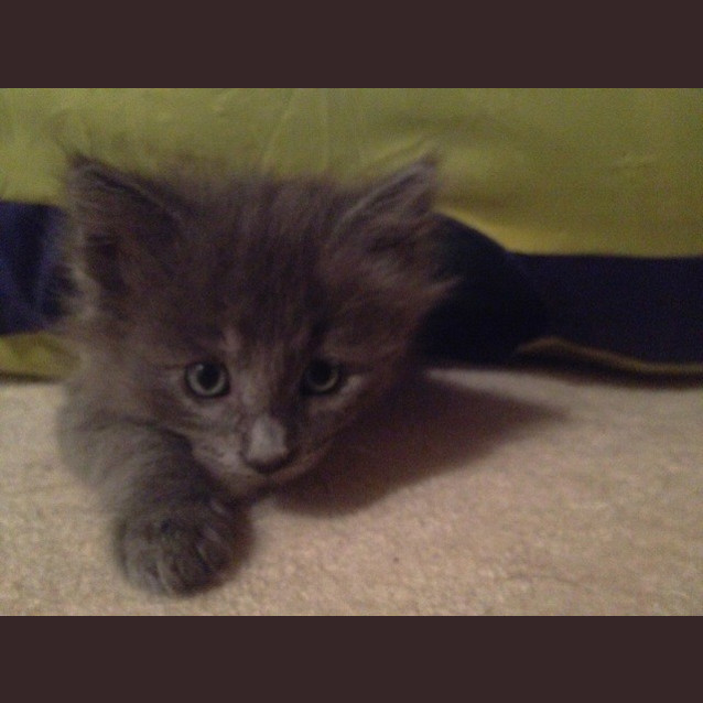 Photo of Poppy