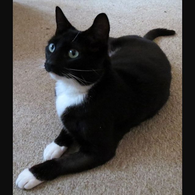 Photo of "Domino"   Purrfect Match