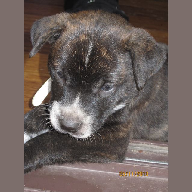Photo of Tiger