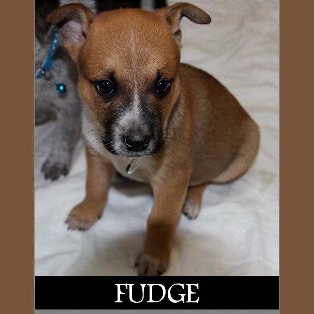 Photo of Fudge