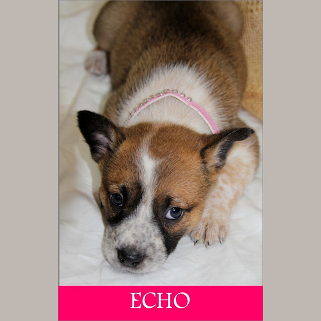 Photo of Echo