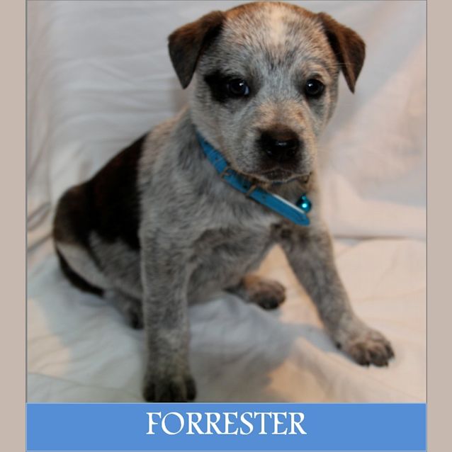 Photo of Forrester
