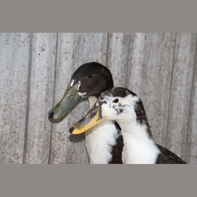 Photo of Daffy&Dilly