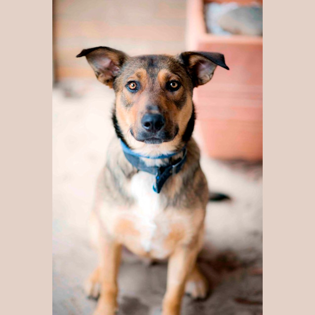 Photo of Simba