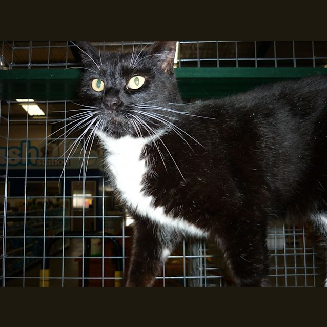 Photo of Maggie C907 (Reduced Fee)