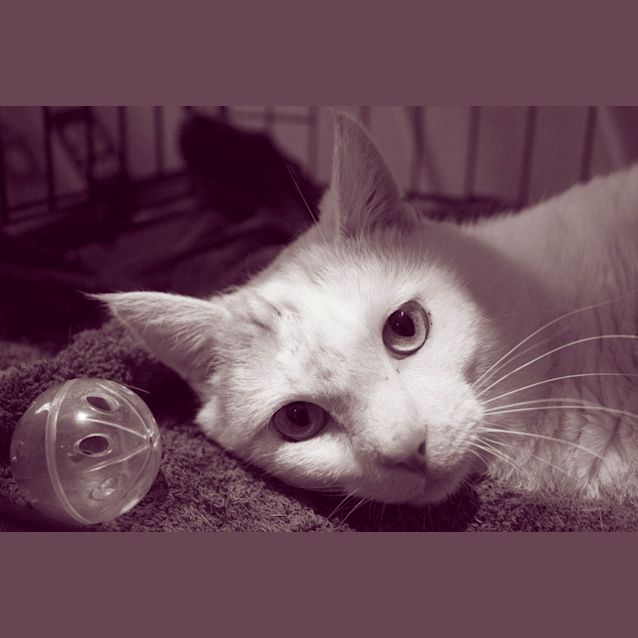 Photo of Rupert *Special Needs*