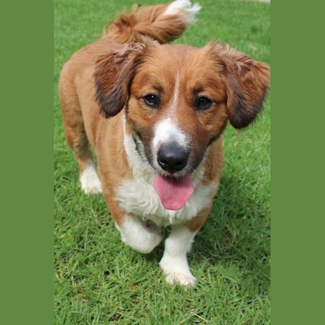 Photo of Molly (Squawks Pet Store)