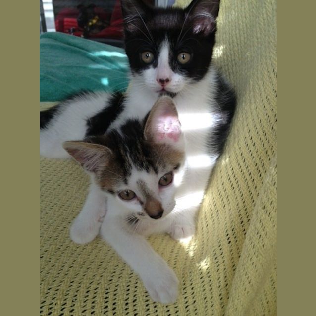 Photo of Patches