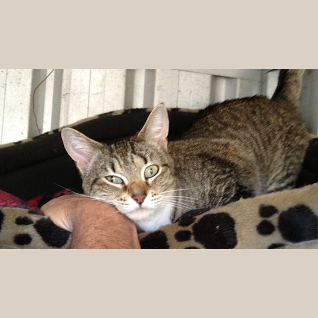 Photo of "Gizmo"   Purrfect Match