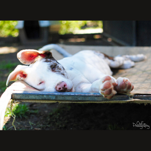 Photo of Stevie (The Wonder Pup)