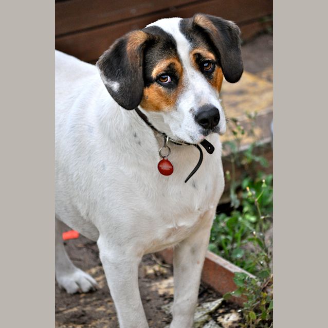 Photo of Archie (Bn D190) 