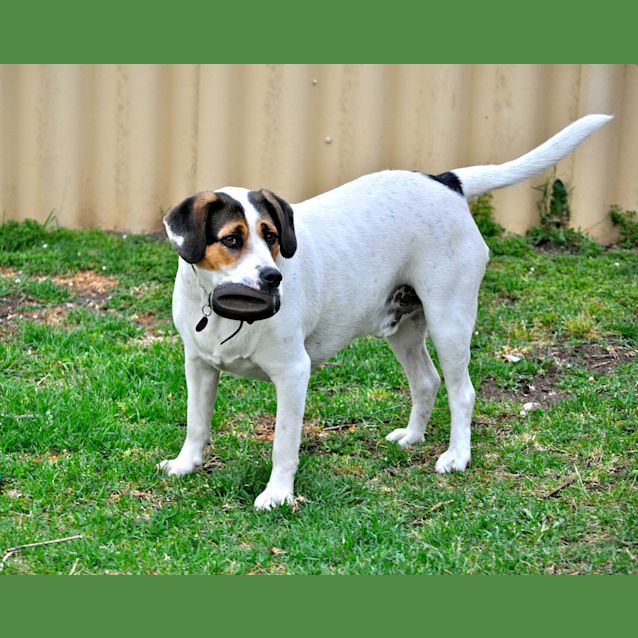 Photo of Archie (Bn D190) 