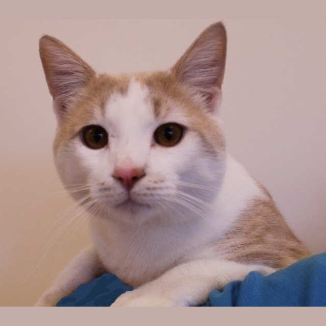 Photo of Chase 