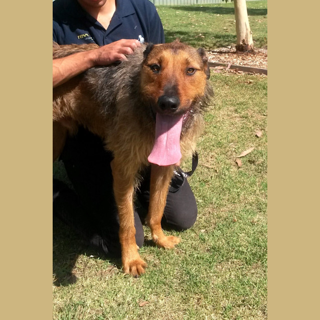 Photo of Diesel