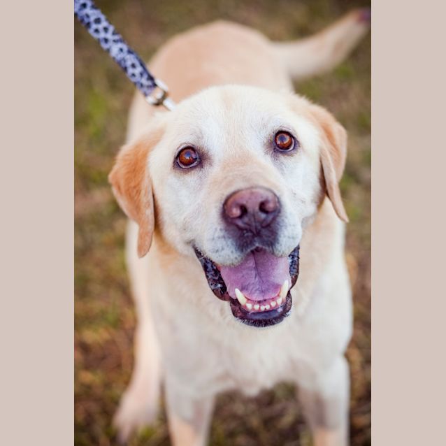 Photo of Bailey
