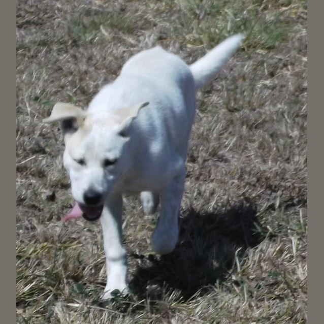 Photo of Chevy