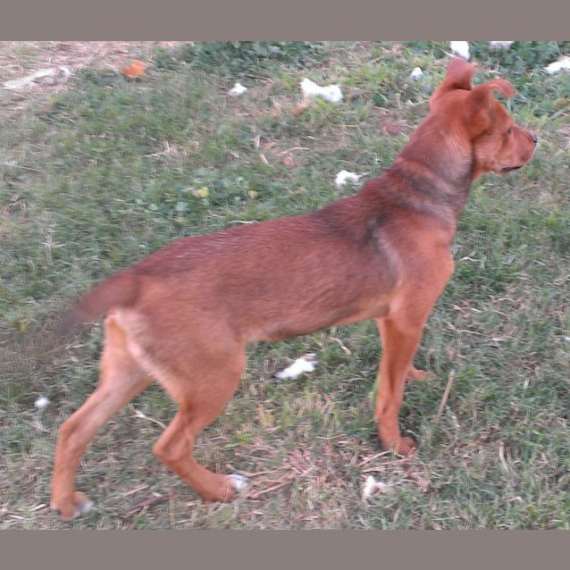 Photo of Cricket