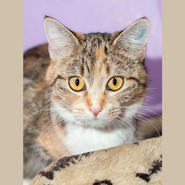 Photo of Precious Polly (Jewel)