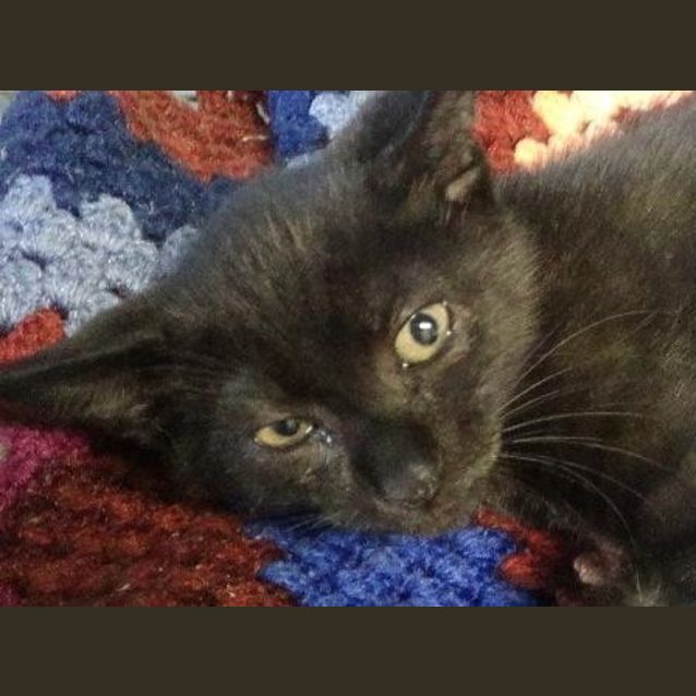 Photo of Shelby