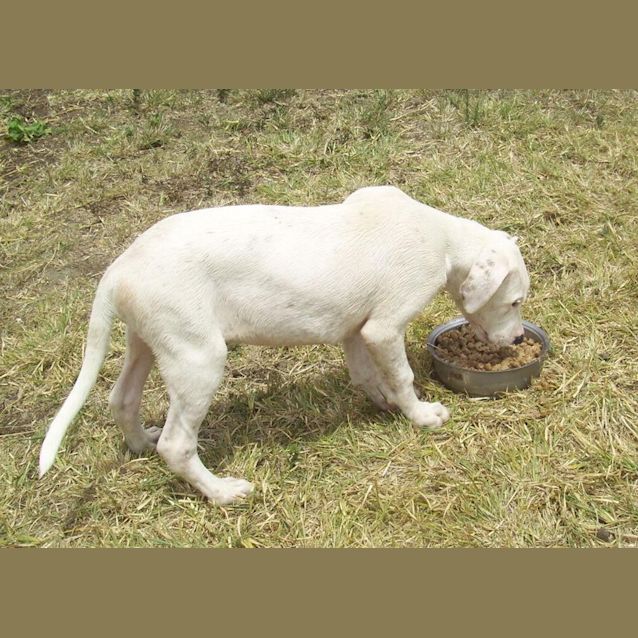 Photo of Dodge