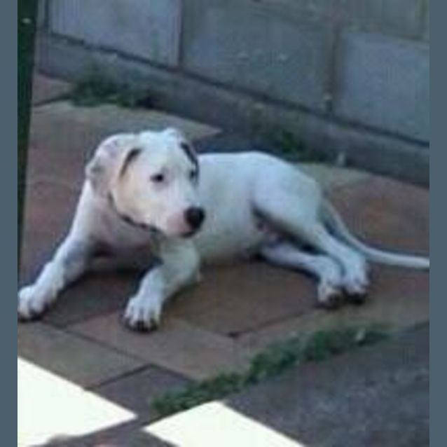 Photo of Dodge