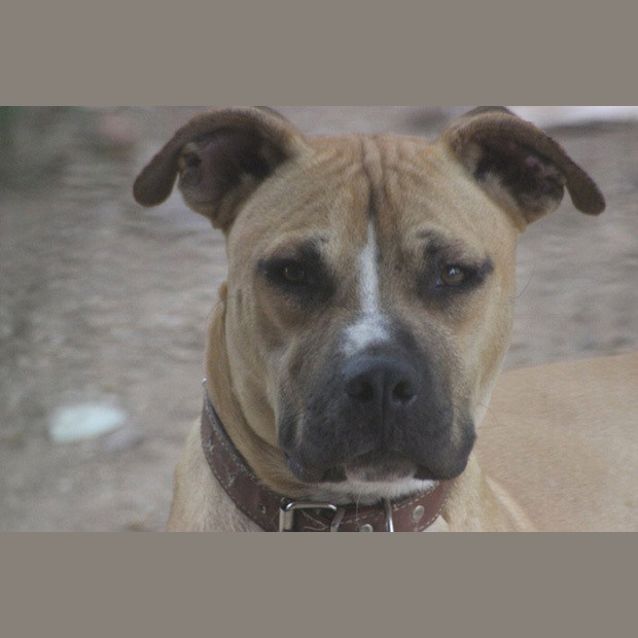 Photo of Bully