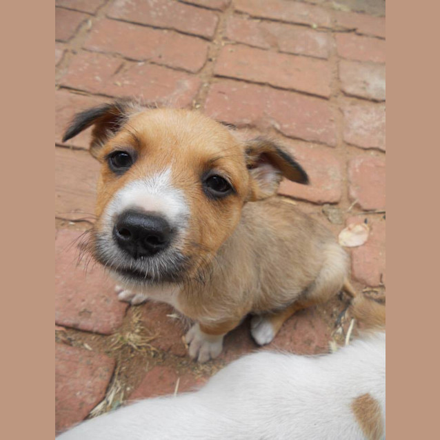 Photo of Latte