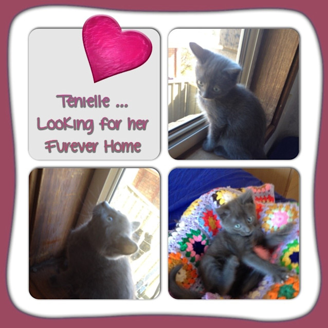 Photo of Tenielle (Rescue Kitten)