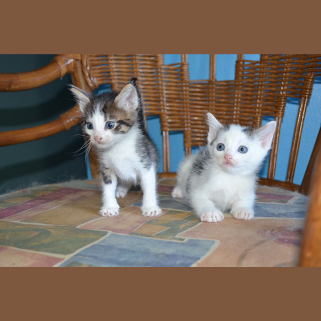 Photo of Tiger & Pixie