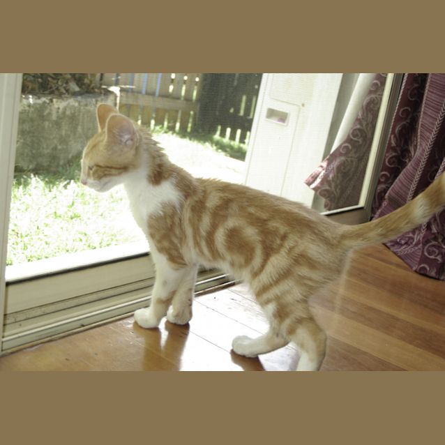 Photo of Roscoe (On Trial With His New Family)