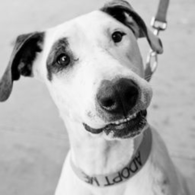 Photo of Nala