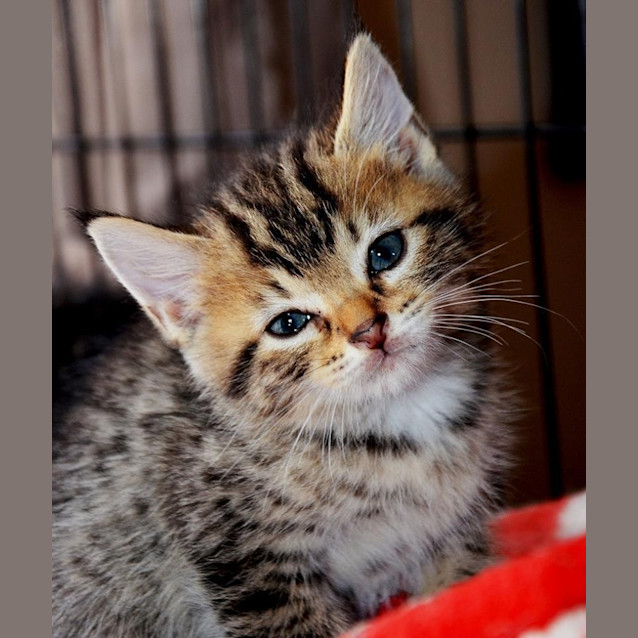 Photo of Loki