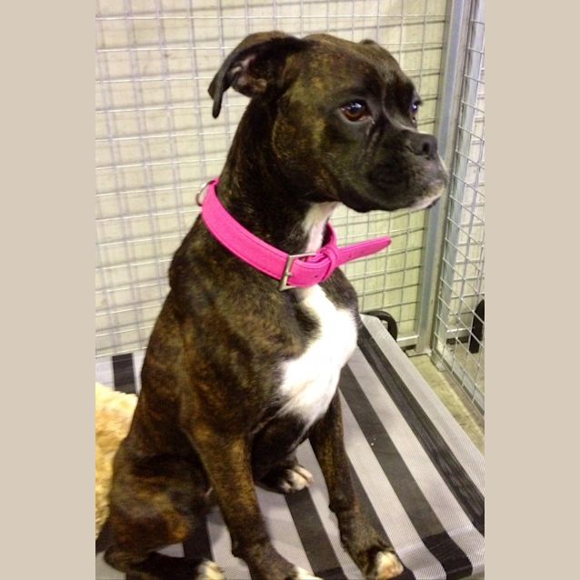 Photo of Mia (Squawks Pet Store)