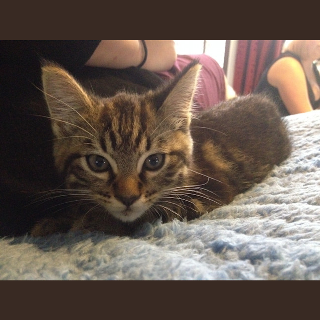 Photo of Chester