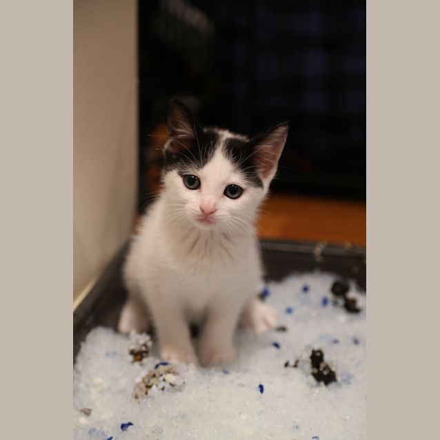 Photo of Luna