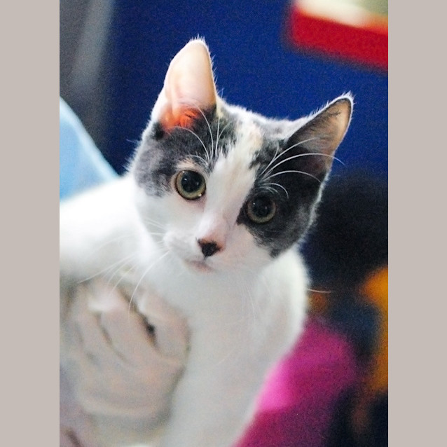 Photo of Iris